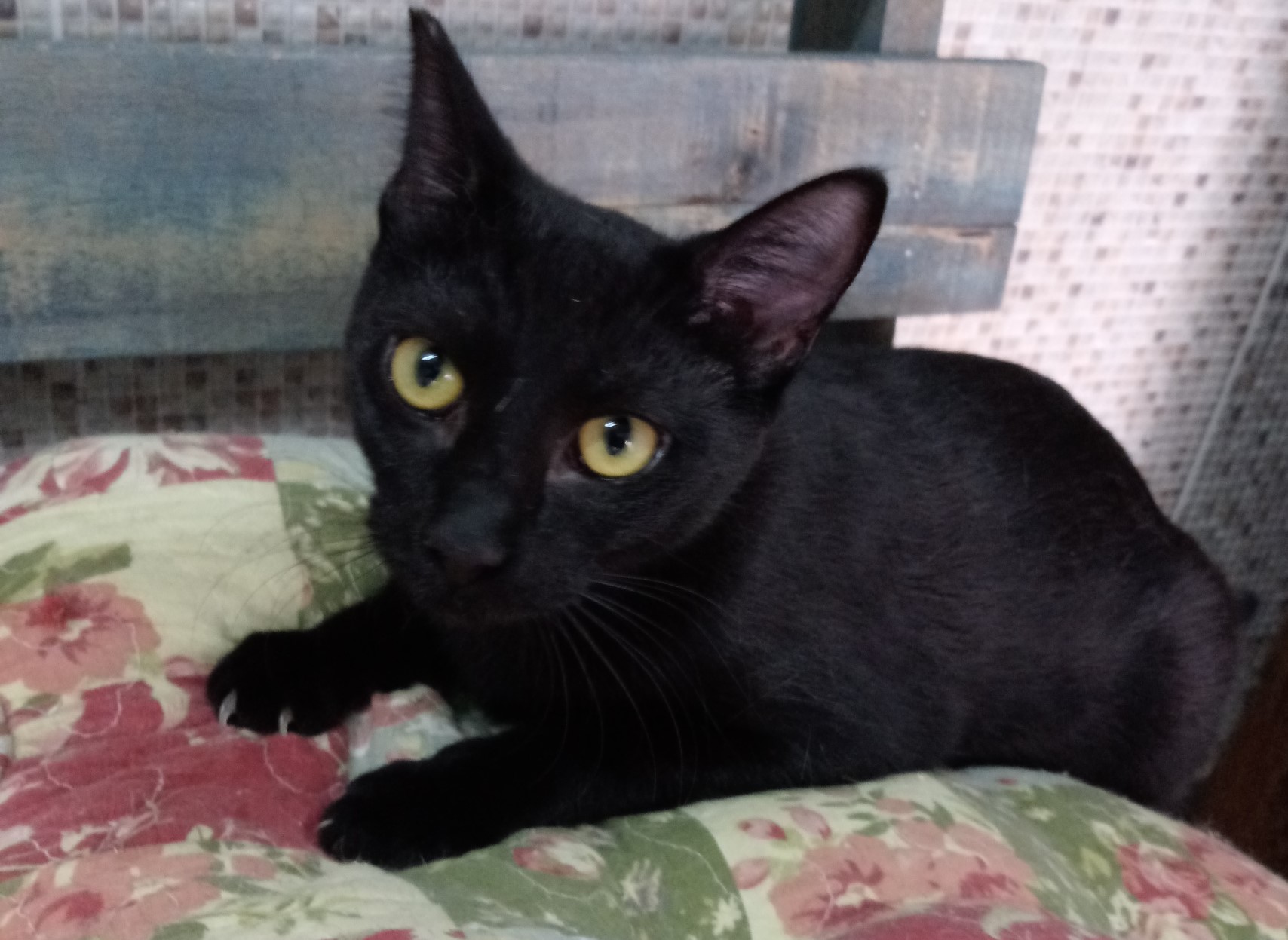 Fotografia da gatinha Nickita. Ela é toda preta e tem os olhos amarelos. Ela está olhando fixamente para a câmera.